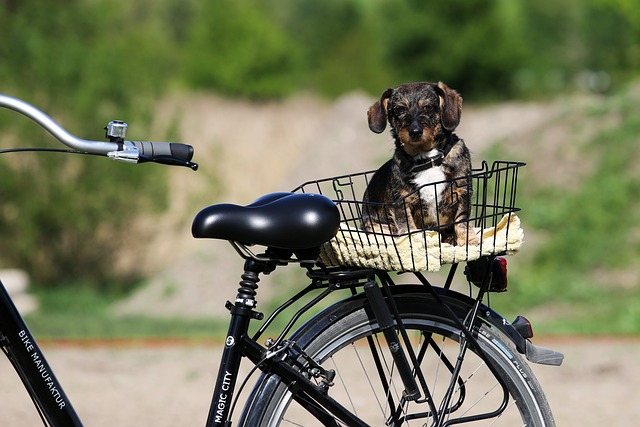 Comment emmener son chien à vélo ?